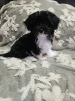 Pup1, a male Maltipoo for sale in Duncan, SC – 4 of 6