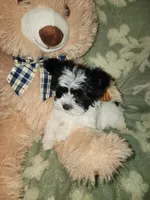 Tiny 1 , a male Yorkshire Terrier for sale in Duncan, SC – 2 of 8
