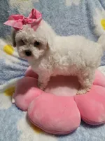White g, a female Maltipoo for sale in Duncan, SC – 4 of 7