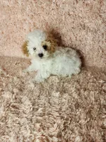 Pup3, a male Maltipoo for sale in Duncan, SC – Photo 4 of 4