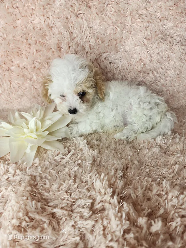 Pup3 – Maltipoo puppy for sale in Duncan, SC