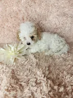 Pup3, a male Maltipoo for sale in Duncan, SC – Photo 1 of 4