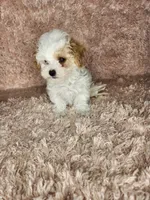 Pup3, a male Maltipoo for sale in Duncan, SC – Photo 2 of 4