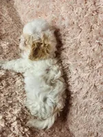 Pup3, a male Maltipoo for sale in Duncan, SC – Photo 3 of 4