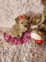 Pup 2, a female Maltipoo for sale in Duncan, SC – 5 of 5