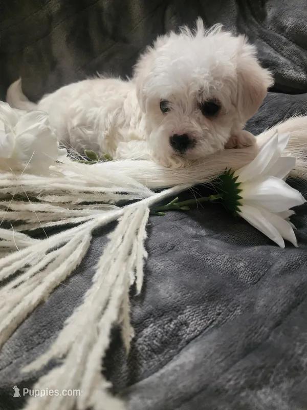 Ch2 – Morkie puppy for sale in Duncan, SC