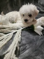 Ch2, a male Morkie for sale in Duncan, SC – 1 of 5