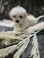 Ch2, a male Morkie for sale in Duncan, SC – 4 of 5