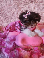 Teacup Ana, a female Yorkshire Terrier for sale in Duncan, SC – 4 of 6