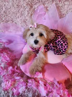 Girl 2, a female Maltipoo for sale in Duncan, SC – 2 of 7