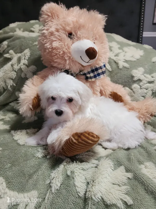Pup2 – Maltipoo puppy for sale in Duncan, SC
