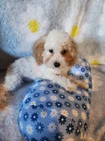 Boy , a male Maltipoo for sale in Duncan, SC – 3 of 7