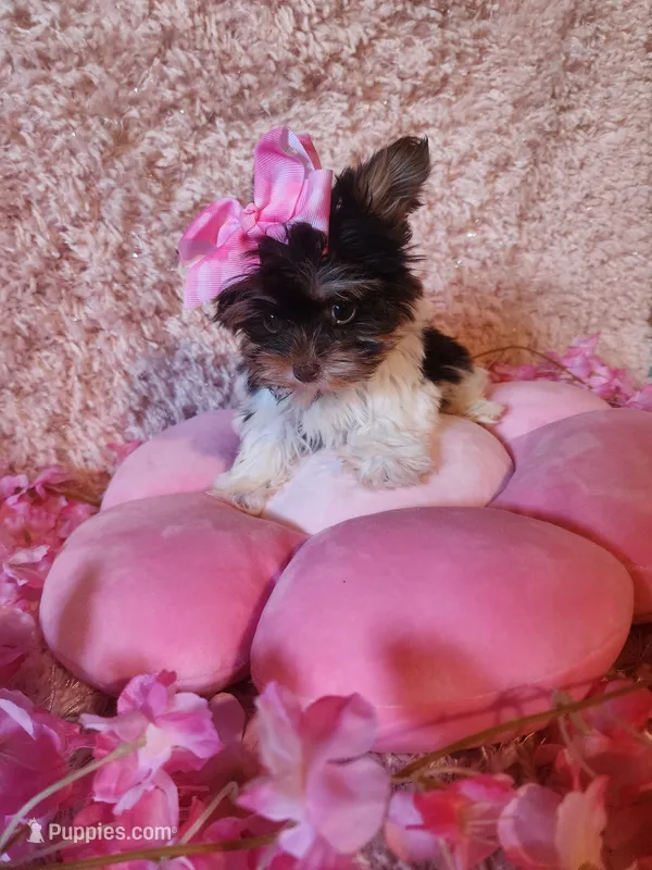 Teacup sophie – Yorkshire Terrier puppy for sale in Duncan, SC
