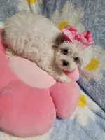 White g, a female Maltipoo for sale in Duncan, SC – 2 of 7