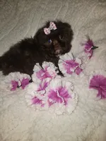 Pup 1 sh, a female Shihpoo for sale in Duncan, SC – 3 of 5