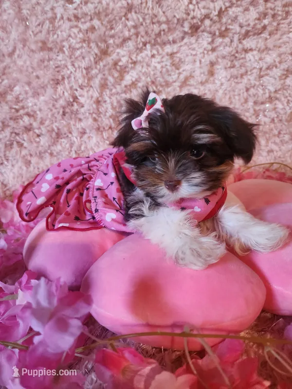 Teacup Ana – Yorkshire Terrier puppy for sale in Duncan, SC
