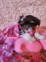 Teacup Ana, a female Yorkshire Terrier for sale in Duncan, SC – 1 of 6