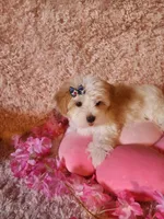Susie, a female Morkie for sale in Duncan, SC – 5 of 5