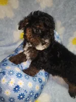 Maltipoo3, a male Maltipoo for sale in Duncan, SC – 1 of 6