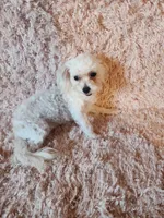 Tiny girl, a female Maltipoo for sale in Duncan, SC – 8 of 8