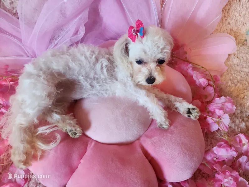 Tiny girl – Maltipoo puppy for sale in Duncan, SC