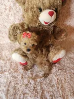 Pup 2, a female Maltipoo for sale in Duncan, SC – 3 of 5