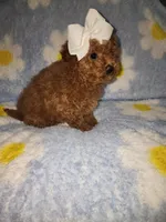 Maltipoo 1, a female Maltipoo for sale in Duncan, SC – 4 of 6