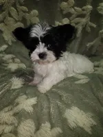 Tiny 1 , a male Yorkshire Terrier for sale in Duncan, SC – 7 of 8