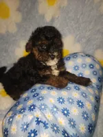 Maltipoo3, a male Maltipoo for sale in Duncan, SC – 2 of 6