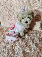 Pup5, a female Maltipoo for sale in Duncan, SC – 2 of 7