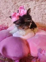 Teacup sophie, a female Yorkshire Terrier for sale in Duncan, SC – 6 of 6