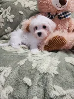 Pup2, a male Maltipoo for sale in Duncan, SC – 4 of 4