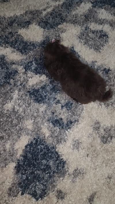 Pup 1 sh, a female Shihpoo for sale in Duncan, SC – 5 of 5