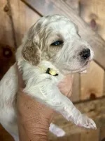 Honey, a female Goldendoodle for sale in Weatherford, TX – 5 of 10