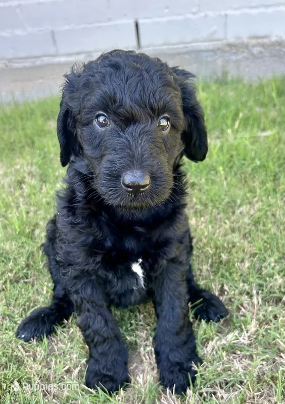 Bijou – Goldendoodle puppy for sale in Weatherford, TX