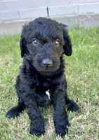 Bijou, a female Goldendoodle for sale in Weatherford, TX – 1 of 6