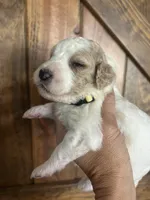 Honey, a female Goldendoodle for sale in Weatherford, TX – 6 of 10