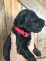 Holly, a female Goldendoodle for sale in Weatherford, TX – 3 of 10