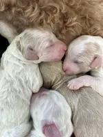 River , a male Goldendoodle for sale in Weatherford, TX – 9 of 10