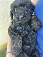 Cocoa , a female Goldendoodle for sale in Weatherford, TX – 2 of 2