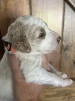 Willow, a female Goldendoodle for sale in Weatherford, TX – 4 of 6