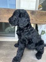 Bijou, a female Goldendoodle for sale in Weatherford, TX – 5 of 6