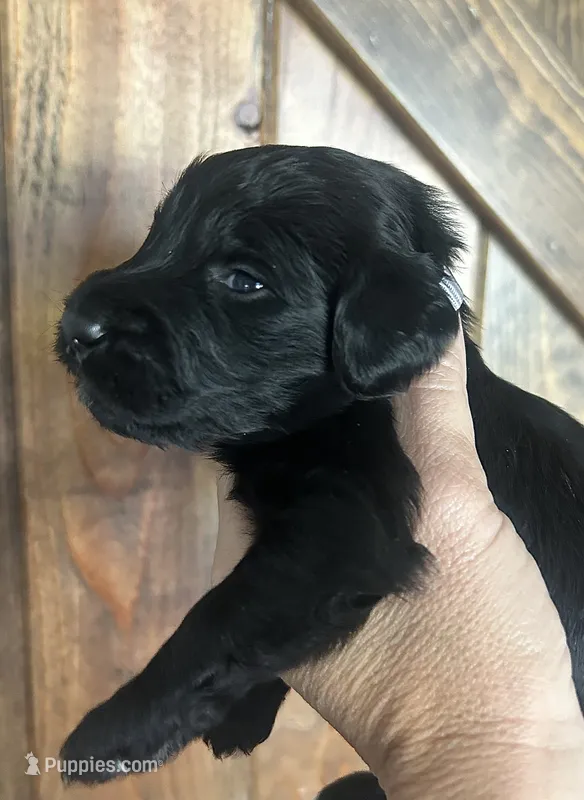 Lacy – Goldendoodle puppy for sale in Weatherford, TX