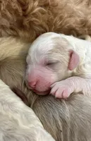 Honey, a female Goldendoodle for sale in Weatherford, TX – 9 of 10