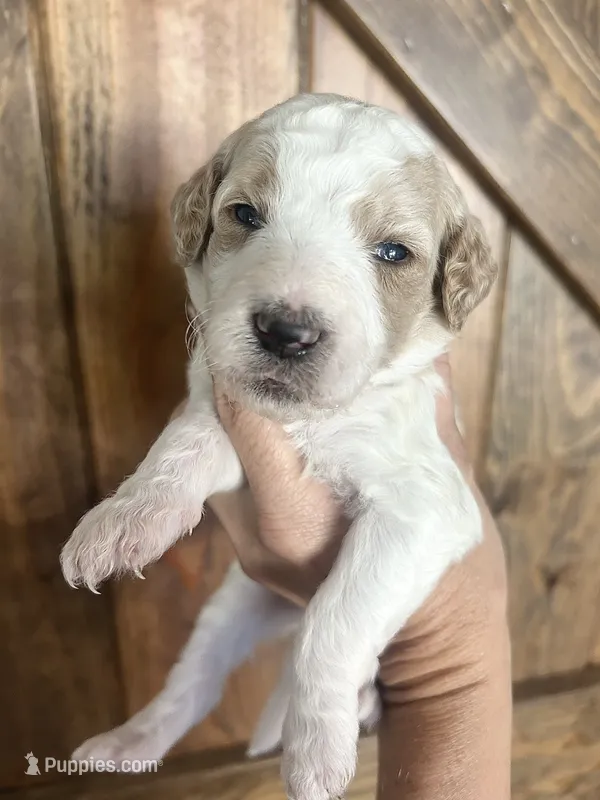 Willow – Goldendoodle puppy for sale in Weatherford, TX