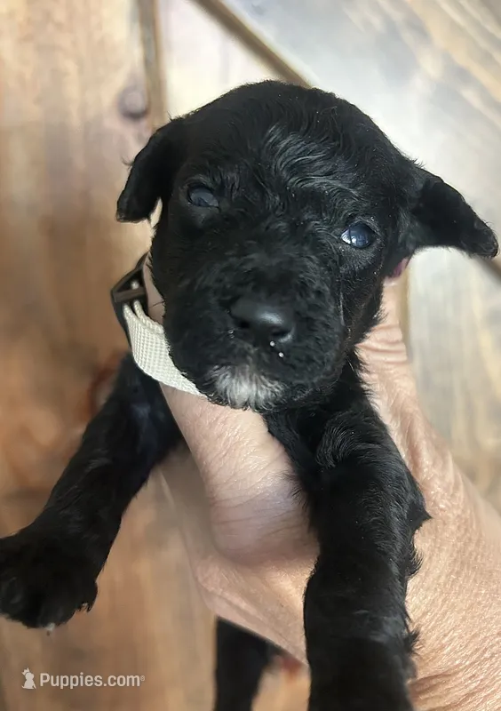 Teddy – Goldendoodle puppy for sale in Weatherford, TX