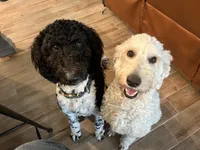 Stormy , a female Goldendoodle for sale in Weatherford, TX – 3 of 6