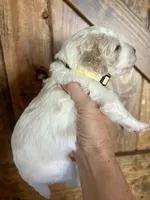 Honey, a female Goldendoodle for sale in Weatherford, TX – 3 of 10