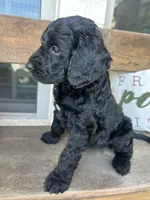 Bijou, a female Goldendoodle for sale in Weatherford, TX – 3 of 6