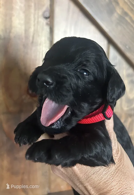 Holly – Goldendoodle puppy for sale in Weatherford, TX